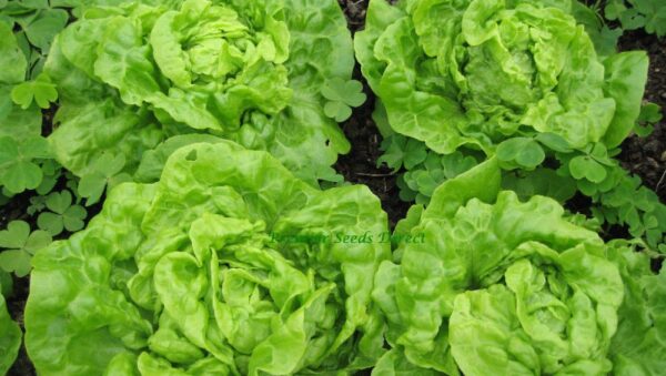 Lettuce Tom Thumb Organic