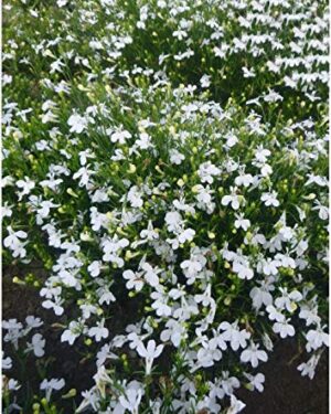 Lobelia Cascade White Flowers