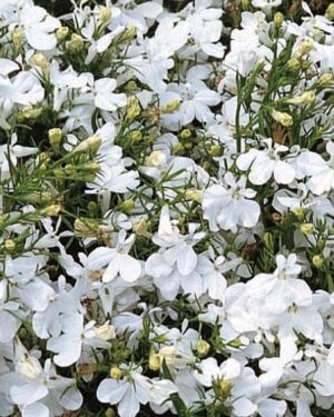 Lobelia White Lady Flower