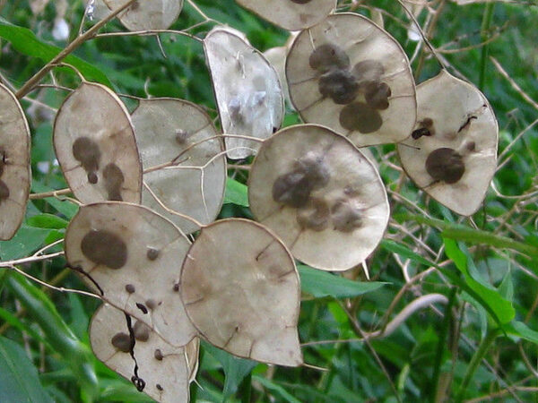 Lunaria Honesty Flowers New