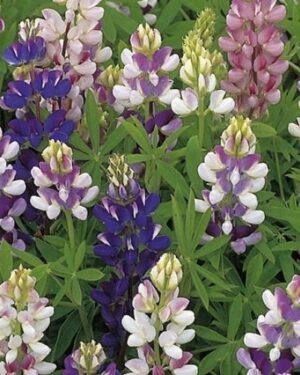 Lupin Pixie Delight Mixed