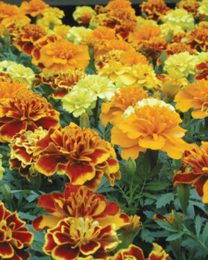 MARIGOLD FRENCH -DOUBLE BROCADE MIX