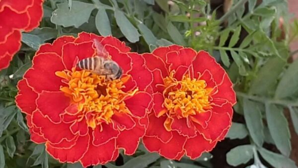 MARIGOLD FRENCH -DOUBLE BROCADE RED