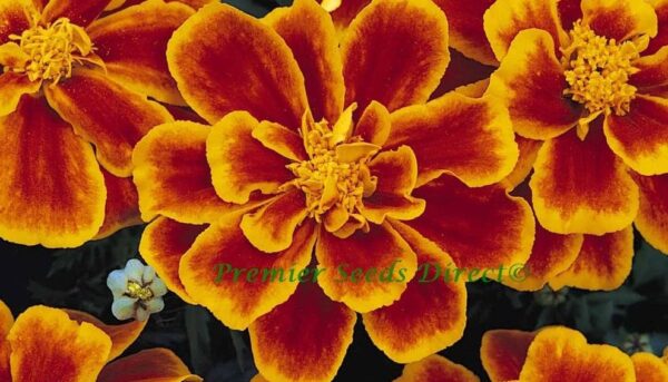 Marigold Dwarf French Durango Flame New