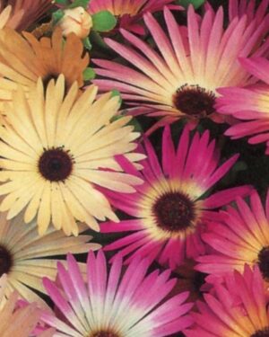 Mesembryanthemum Pastel Mixed