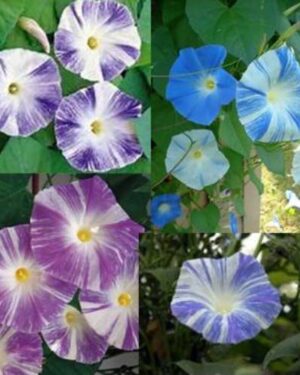 Morning Glory Ipomoea Flying Saucer Mix