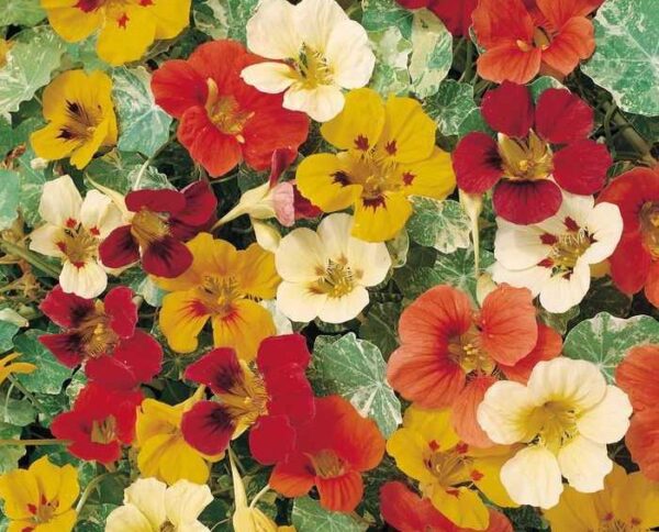 NASTURTIUM CLIMBING – JEWEL OF AFRICA