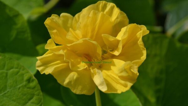 NASTURTIUM – TROPAEOLUM – WHIRLYBIRD CREAM