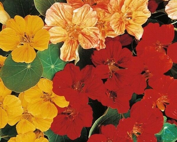 NASTURTIUM – TROPAEOLUM – WHIRLYBIRD MIX