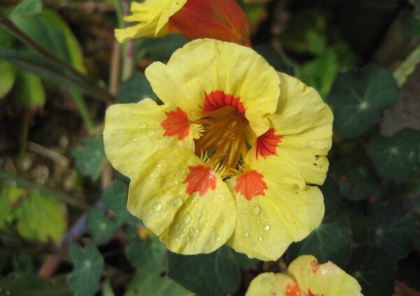 Nasturtium Peach Melba Plant