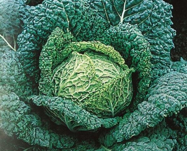 ORGANIC CABBAGE SAVOY VERTUS