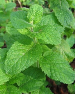 Organic Round-Leaved Mint: Mentha rotundifolia