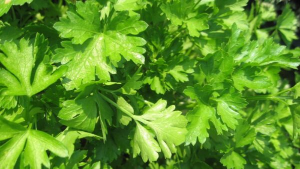 ORGANIC HERB PARSLEY PLAIN LEAVED ( FRENCH)