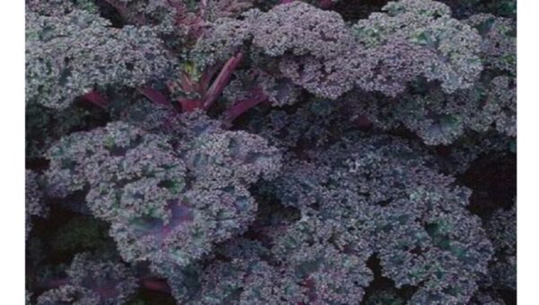 ORGANIC KALE / BORECOLE SCARLET