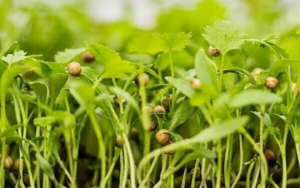 ORGANIC MICROGREEN SEEDS – CORIANDER