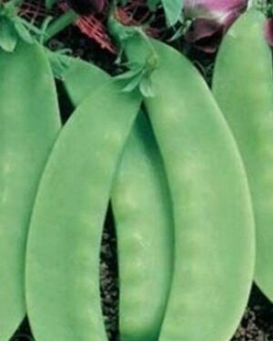 Organic Carouby de Maussanne Snow Peas