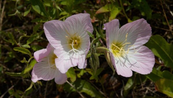 Oenothera Speciosa Evening Primrose