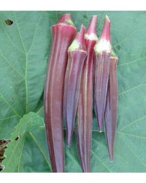 Okra Burgundy Organic