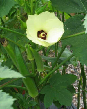 Okra Clemson Spineless Organic