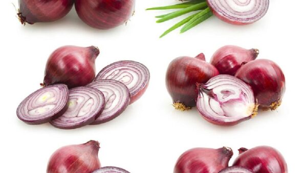 Onion Red Amposta Organic