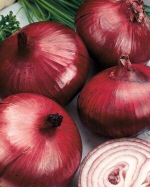 Onion Red Baron Organic