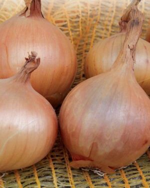 Organic Sturon Powerhouse Onion