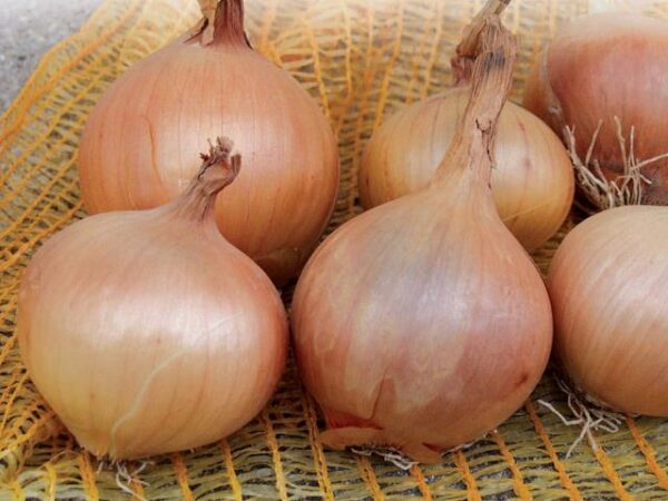 Organic Sturon Powerhouse Onion