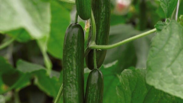 Organic CUCUMBER PASSANDRA F1 (GREENHOUSE)