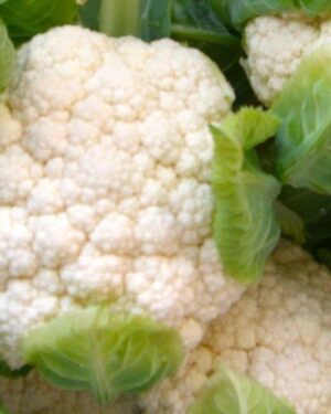 Organic Cauliflower Snowcrown