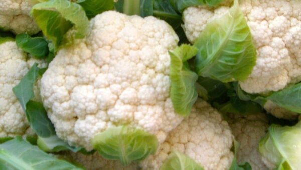 Organic Cauliflower Snowcrown