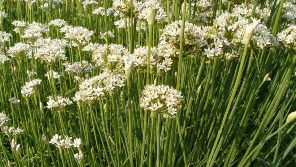 Organic Garlic-Chinese Chives