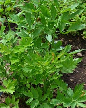 Organic Herb Lovage LEVISTICUM OFFICINALE