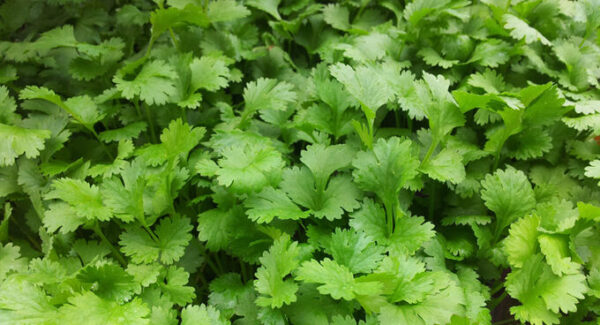 Organic Herb – Coriander