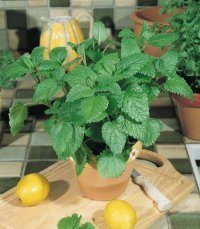 Organic Herb – Lemon Balm