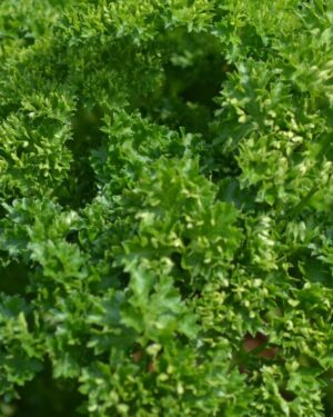 Parsley Triple Moss Curled - Organic Herbs