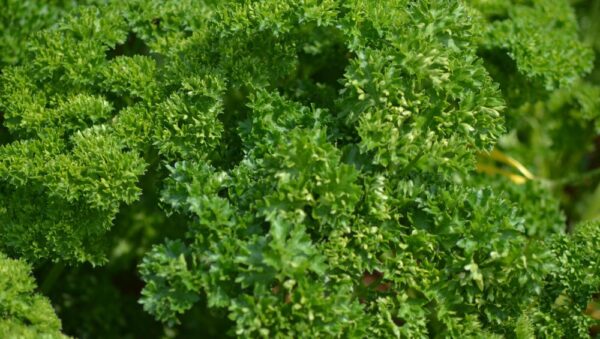 Parsley Triple Moss Curled - Organic Herbs