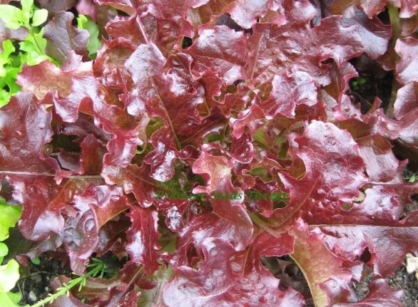 Organic Lettuce Red Oakleaf