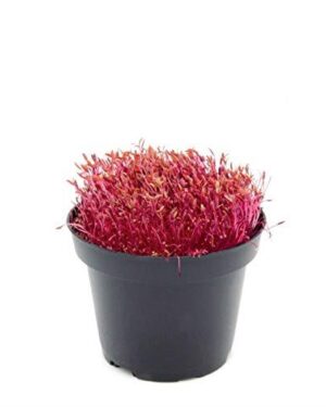 Organic Sprouting MICROGREEN Amaranth RED LINE