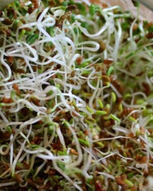 Organic Sprouting Seeds Alfalfa