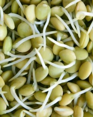 Organic Sprouting Seeds Green Lentil