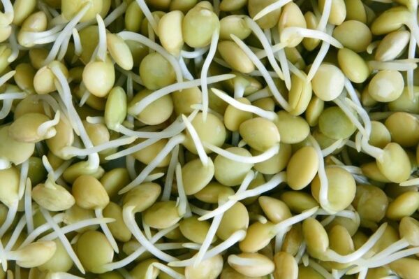 Organic Sprouting Seeds Green Lentil