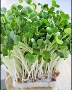 Organic Sprouting Seeds Radish Daikon / White