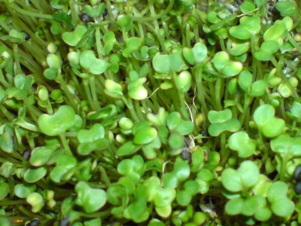 Organic Sprouting Seeds Salad Rape