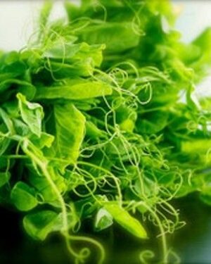 Organic Sprouting Seeds Tendril Pea