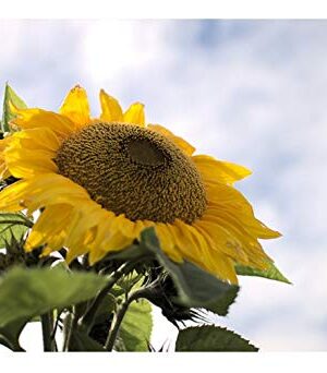 Organic Sunflower Titan Huge
