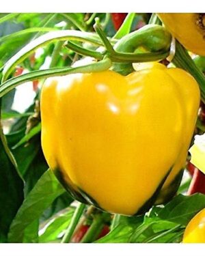 Organic Sweet Pepper Quadrato D ASTI Yellow