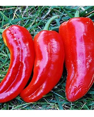 Organic Sweet Pepper – Marconi RED