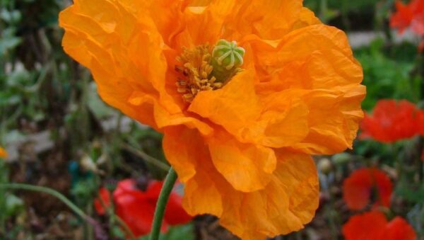 PAPAVER POPPY RUPIFRAGRUM FLORE PLENO