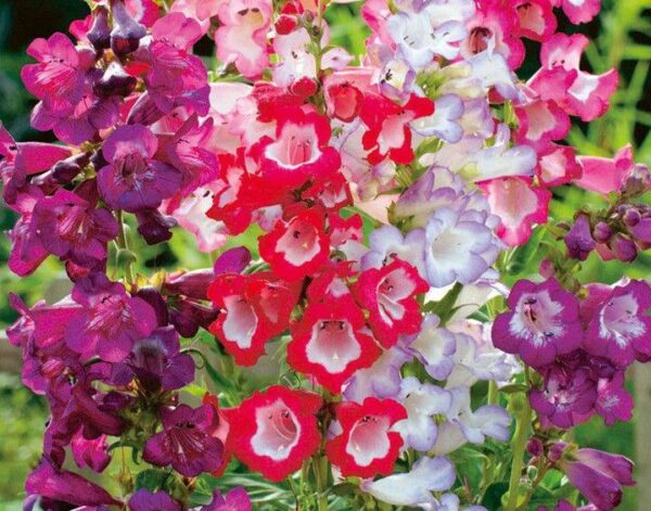 PENSTEMON – SENSATION MIXED