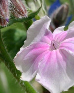 Lychnis Rose Campion Angels blush Plant-PERENNIAL